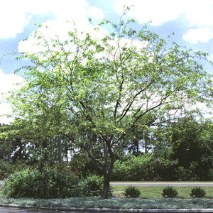 Prosopis Chilensis Chilean Mesquite