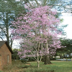 Prunus X Okame Flowering Cherry