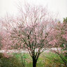 Prunus Cerasifera Cherry Plum