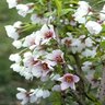 Prunus Incisa Little Twist Fuji Cherry
