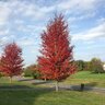Acer x freemanii Autumn Blaze Red Maple 2 in. Caliper Ball and Burlap