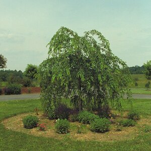 Prunus Subhirtella Pendula Weeping Cherry