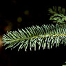 Pseudotsuga Menziesii Douglas Fir