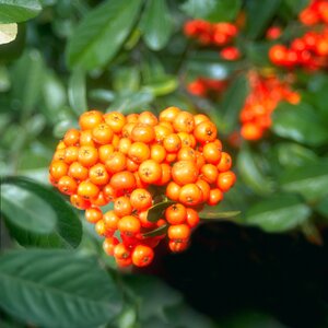 Pyracantha X Mohave Firethorn