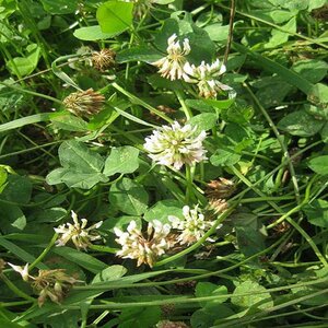 White Dutch Clover Seed (lb.)