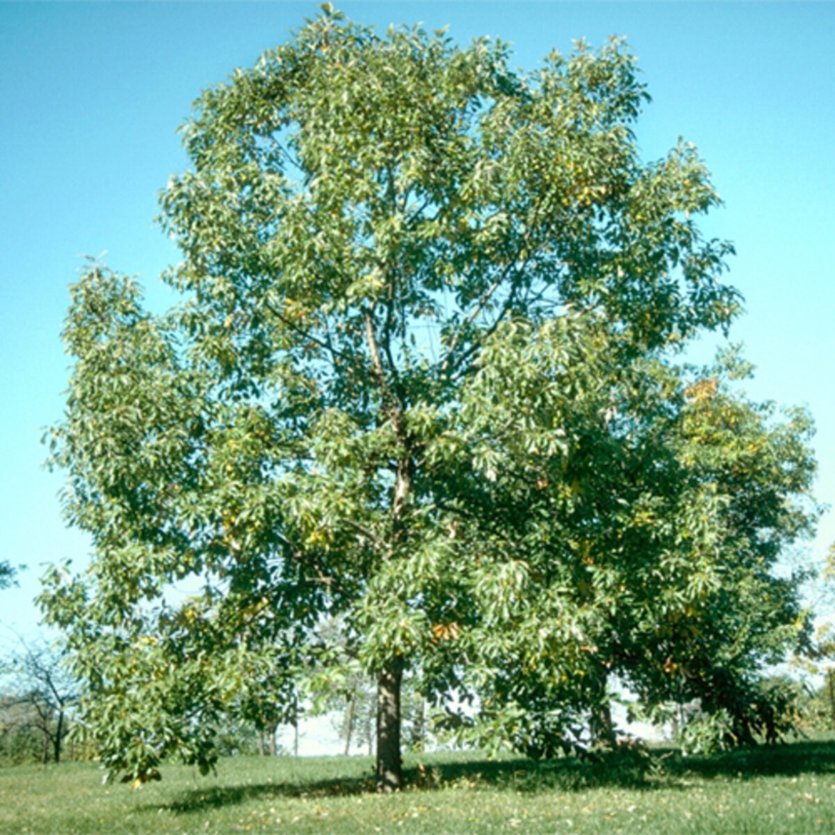 Quercus muehlenbergii Chinkapin Oak | SiteOne US