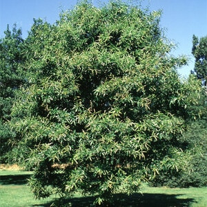 Quercus Nigra Water Oak