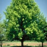 Quercus Palustris Pin Oak
