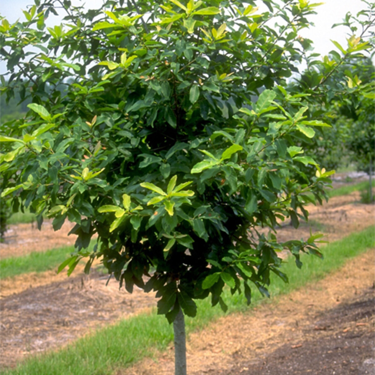 Quercus polymorpha Mexican White Oak | SiteOne US