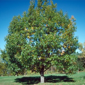 Quercus Prinus Chestnut Oak