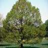Quercus Robur English Oak