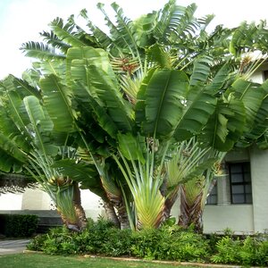 Ravenala Madagascariensis Travellers Palm