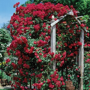 Rosa X Blaze Climbing Rose