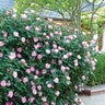 Rosa X Blushing Knock Out Shrub Rose