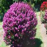Lagerstroemia X Enduring Summer Lavender Garden Debut Crape Myrtle 7 gal. Container
