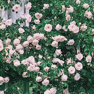 Rosa x New Dawn Climbing Rose