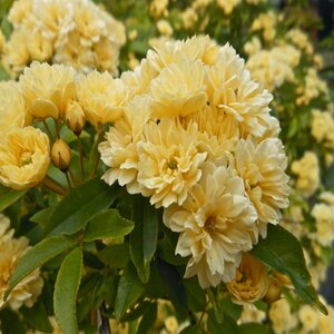 Rosa Banksiae Lady Banks Rose