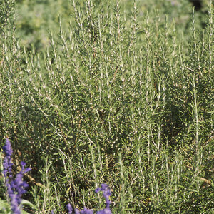 Rosmarinus Officinalis Arp Rosemary