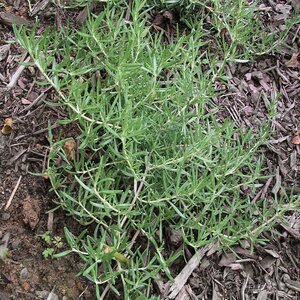 Rosmarinus Officinalis Huntington Carpet Rosemary