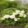Hydrangea Quercifolia Vaughns Lillie Oakleaf Hydrangea 3 gal. Container