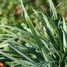 Carex Laxiculmis Hobb Bunny Blue Creeping Sedge 1 gal. Container