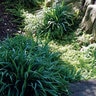 Carex Laxiculmis Hobb Bunny Blue Creeping Sedge 1 gal. Container