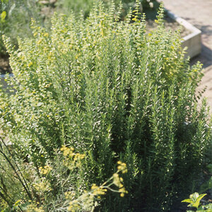 Rosmarinus Officinalis Tuscan Blue Rosemary