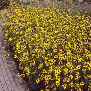 Rudbeckia Fulgida var. Fulgida Black-Eyed Susan