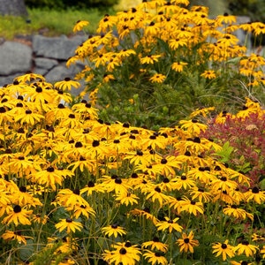 Rudbeckia Fulgida var. Sullivantii Goldsturm Black-Eyed Susan