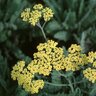 Achillea X Moonshine Yarrow 1 gal. Container