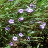 Ruellia Brittoniana Purple Showers Mexican Petunia