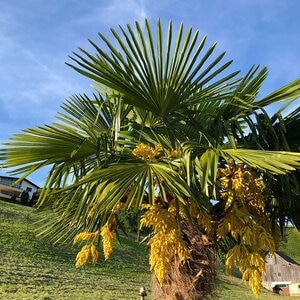 Sabal Mexicana Rio Grande Palmetto