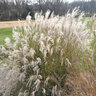 Miscanthus Sinensis Little Kitten Maiden Grass 2 gal. Container
