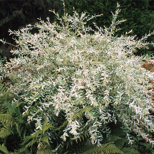 Salix integra Hakuro Nishiki Dappled Willow