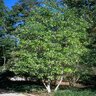 Magnolia virginiana Sweet Bay Magnolia 4 in. Caliper Ball and Burlap