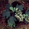 Hydrangea Quercifolia Sikes Dwarf Oakleaf Hydrangea 5 gal. Container