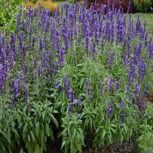 Salvia Farinacea Victoria Blue Mealy Cup Sage