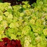 X Heucherella Yellowstone Falls Foamy Bells