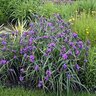 Tradescantia X Concord Grape Spiderwort 1 gal. Container
