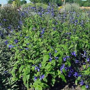 Salvia Guaranitica Black & Blue Anise-Scented Sage