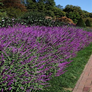 Salvia leucantha Mexican Bush Sage