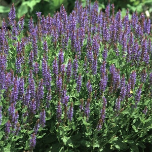 Salvia Nemorosa Blue Hill Woodland Sage