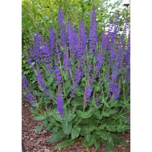 Salvia Nemorosa May Night Woodland Sage