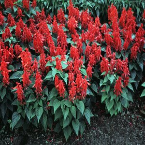 Salvia Splendens Vista Red Scarlet Sage