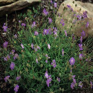 Scabiosa Columbaria Butterfly Blue Pincushion