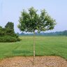 Malus X Lollipop Crabapple 2.5 in. Caliper Ball and Burlap