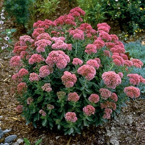 Sedum Spectabile Autumn Joy Sedum