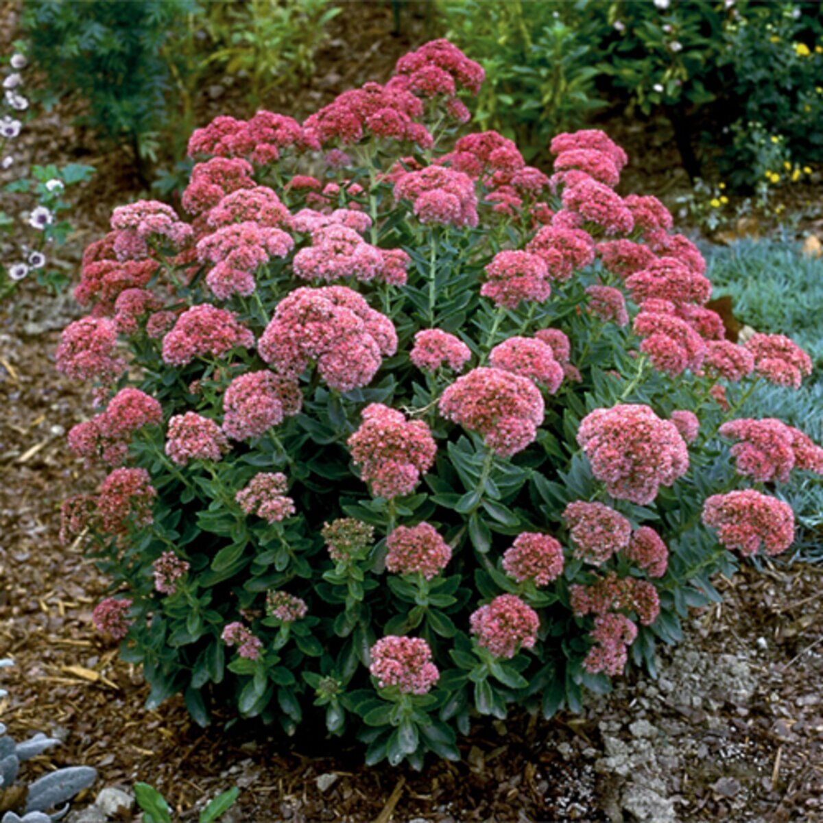 Hylotelephium Sedum Spectabile Autumn Joy Stonecrop SiteOne US