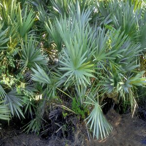 Serenoa Repens Saw Palmetto