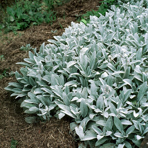 Stachys Byzantina Lambs Ear